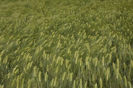 close up of wheat field in Franceの写真素材