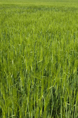 close up of wheat field in Franceの写真素材
