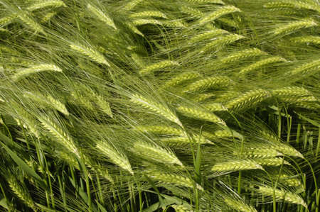 close up of wheat field in Franceの写真素材