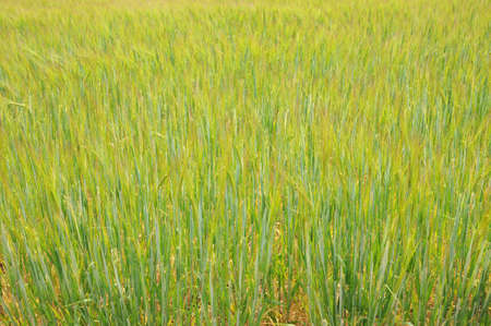 close up of wheat field in Franceの写真素材