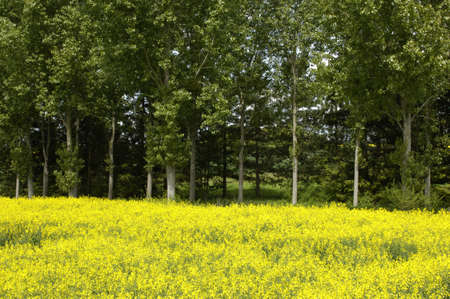 France, a field of rape in springの写真素材