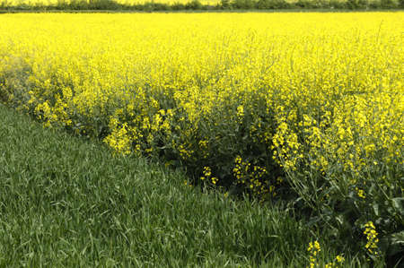 France, a field of rape in springの写真素材