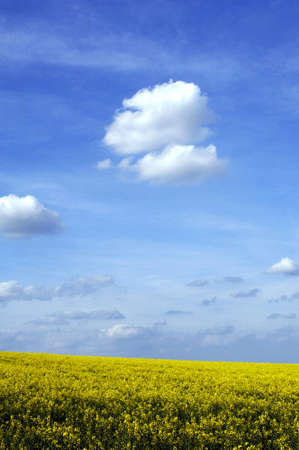 France, a field of rape in springの写真素材