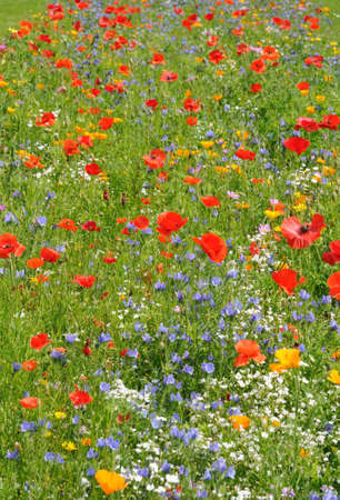 flowers and poppies in a gardenの写真素材