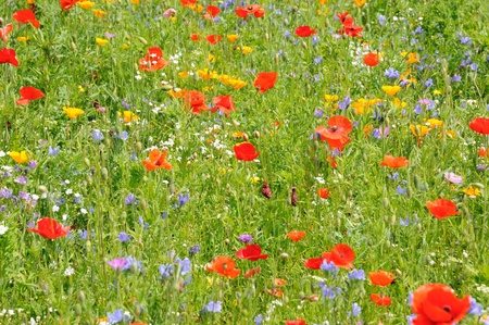 flowers and poppies in a gardenの写真素材