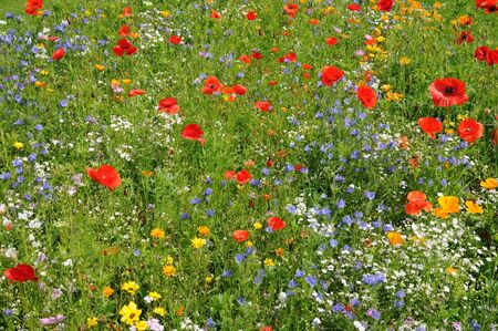 flowers and poppies in a gardenの写真素材