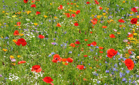 flowers and poppies in a gardenの写真素材