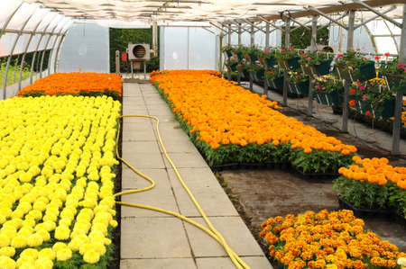 flowers in a greenhouse in Franceのeditorial素材