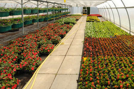 flowers in a greenhouse in Franceのeditorial素材