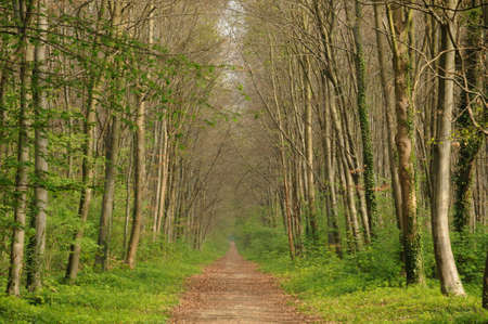 France, Saint-Germain-en-Layeâs forest in springの写真素材