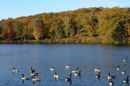 France, ducks on a pond in automnのeditorial素材