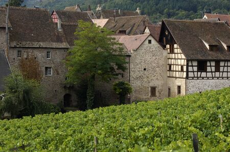 France, vineyard of Riquewihr in Alsaceの写真素材