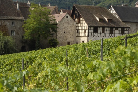 France, vineyard of Riquewihr in Alsaceのeditorial素材