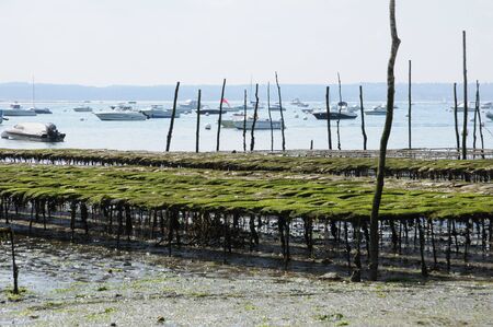France, oyster farming on the coast of l Herbeのeditorial素材