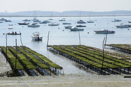 France, oyster farming on the coast of l Herbeのeditorial素材