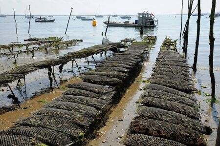 France, oyster farming on the coast of l Herbeのeditorial素材