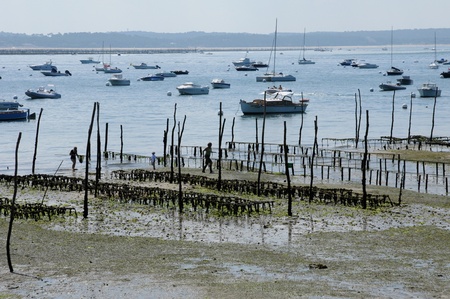 France, oyster farming on the coast of l Herbeのeditorial素材