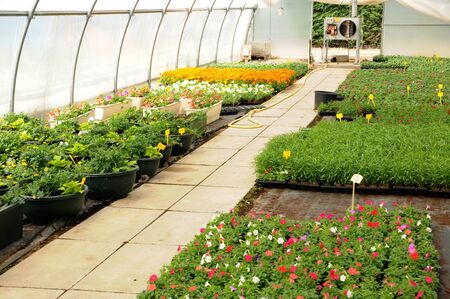 flowers which are growing in a greenhouse in Franceのeditorial素材