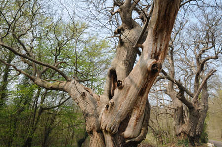old trees 
