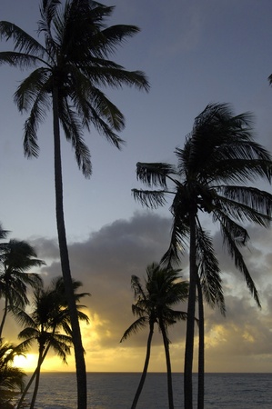 the coast of  Le Diamant in Martiniqueの写真素材