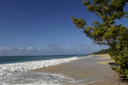 France, Martinique, Salines beach in Sainte Anneのeditorial素材