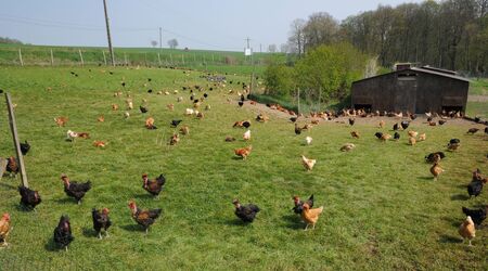 France, poultry farming in Brueil en Vexinのeditorial素材