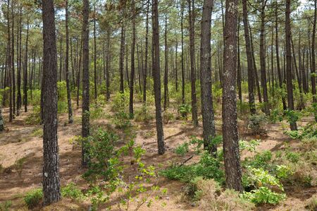 France, maritime pines in La foret des Landes