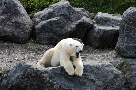 Canada, Quebec, bear in the Zoo sauvage de Saint FÃ©licien