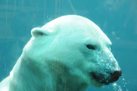 Canada, Quebec, bear in the Zoo sauvage de Saint FÃ©licienの写真素材