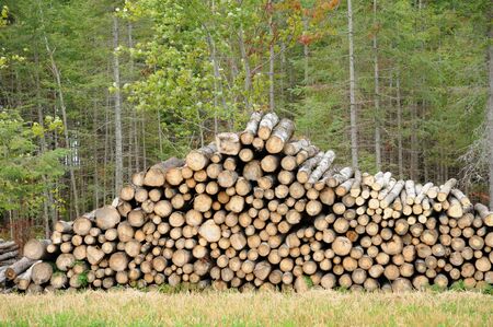 Canada, Quebec, cutted trunk in a forestの写真素材