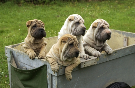 shar pei, autralian shepherd in a gardenの写真素材
