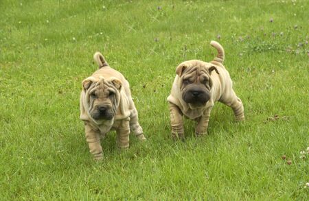 shar pei, autralian shepherd in a gardenの写真素材