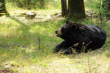 Canada, Quebec, bear in zooの写真素材