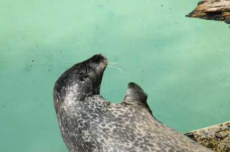 Canada, Quebec, true seal in zooの写真素材