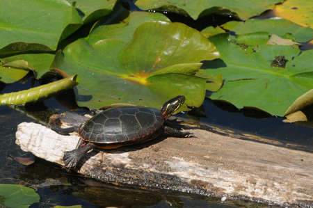 Canada, Quebec, the Botanical Garden of Montrealのeditorial素材