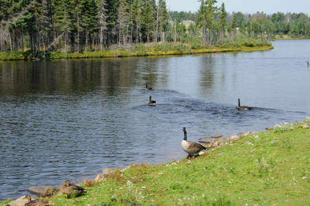 Canada, Quebec,  old owen in the Saint Felicien zooのeditorial素材
