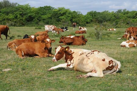 cows herd in a meadow in Swedenの写真素材