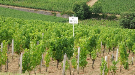 France, vineyard of Saint Emilion in Aquitaineの写真素材