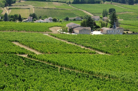 France, vineyard of Saint Emilion in Aquitaine