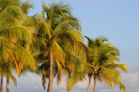 palm tree in Guadeloupe