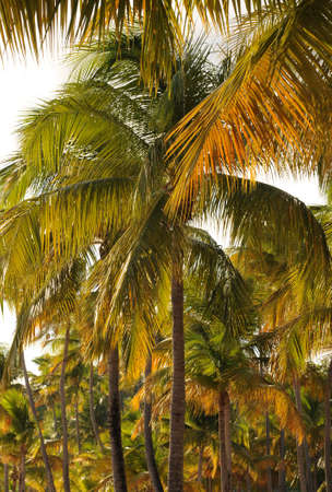 palm tree in Guadeloupeの写真素材
