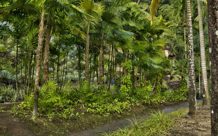 France, the picturesque Habitation Anse Latouche garden in Martiniqueの写真素材