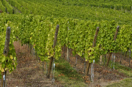 France, vineyard of Riquewihr in Alsace  