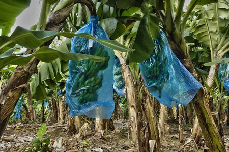 France, banana plantation in Martiniqueの写真素材