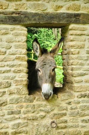 France, donkey in Les Jardins du Pays d Auge in Cambremer in Normandieの写真素材