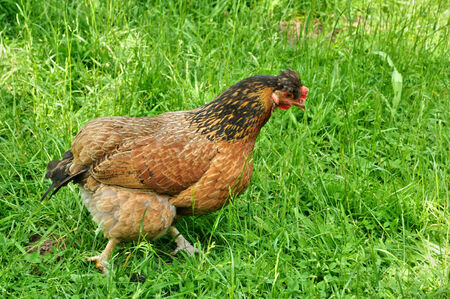 France, hen in the farm of castle in Normandie