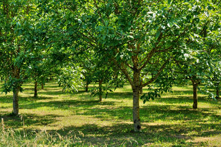 France, juglans in the village of Sainte Mondane