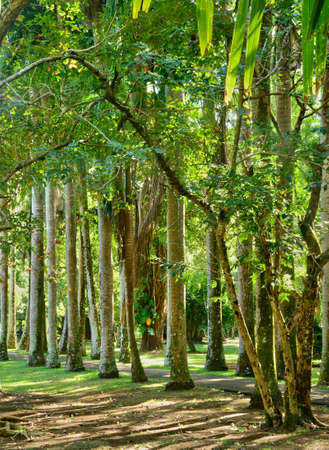Africa, the picturesque botanical garden of Pamplemousse in Mauritius Republicの写真素材