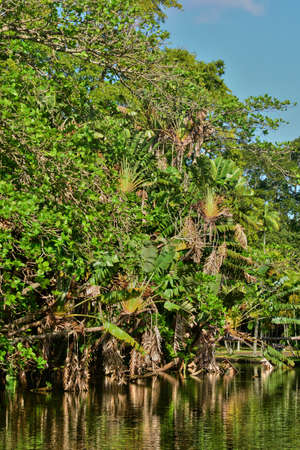 Africa, the picturesque botanical garden of Pamplemousse in Mauritius Republic