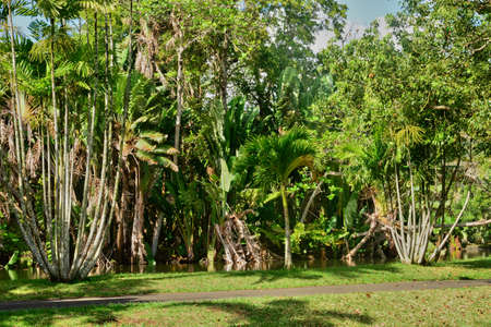 Africa, the picturesque botanical garden of Pamplemousse in Mauritius Republicの写真素材
